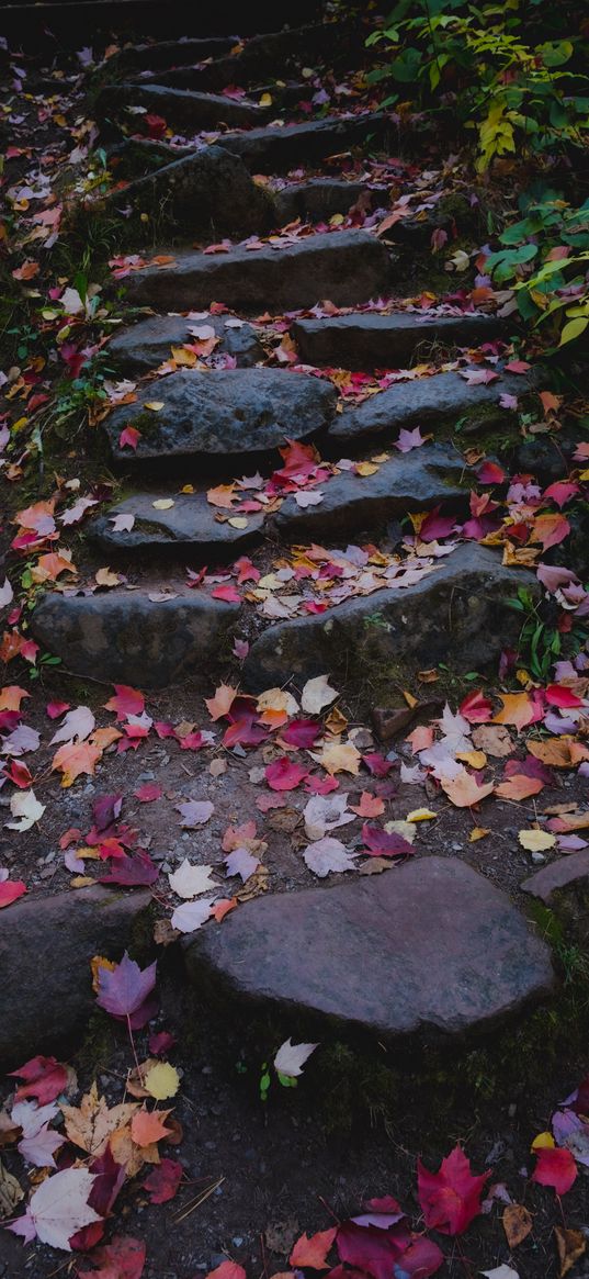 path, stones, fallen leaves, autumn