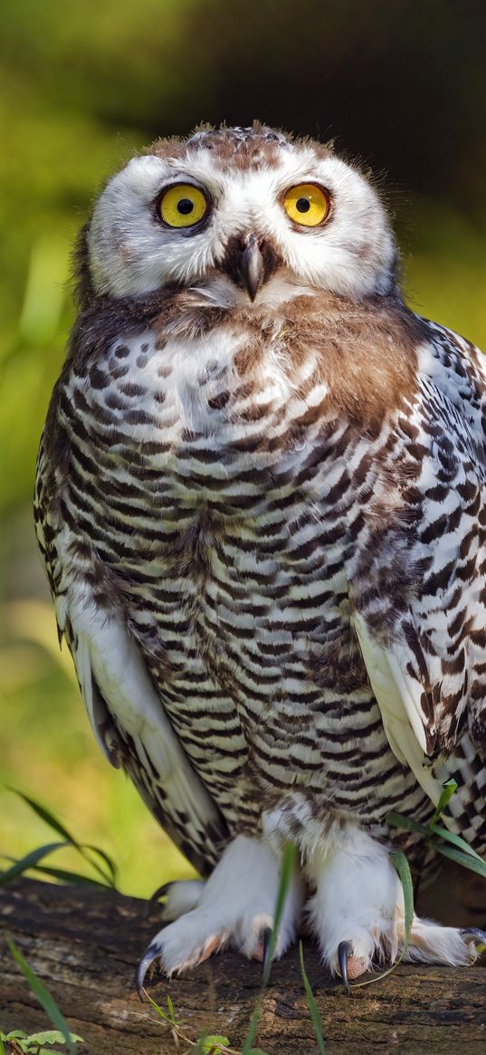 snowy owl, bird, wildlife