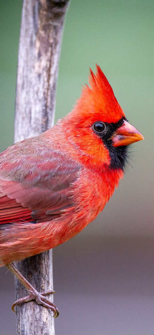 red cardinal, bird, branch, red