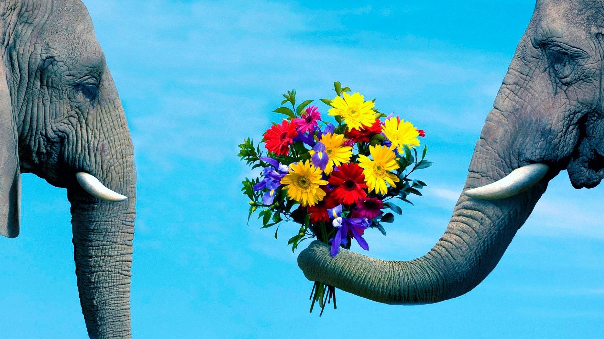 elephant, trunk, couple, flowers, caring, romantic