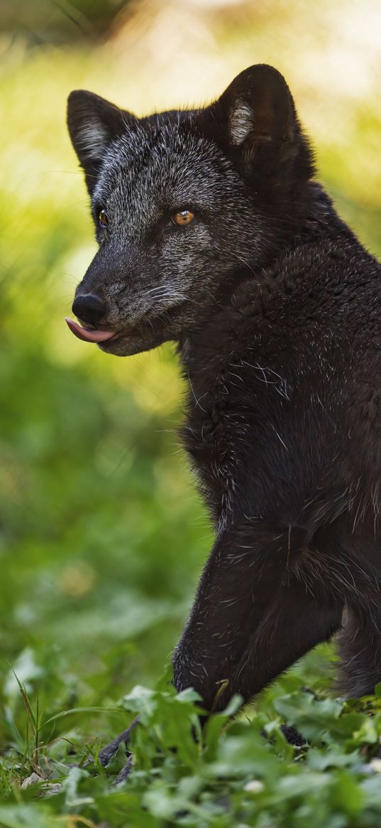 arctic fox, protruding tongue, animal, black, wildlife