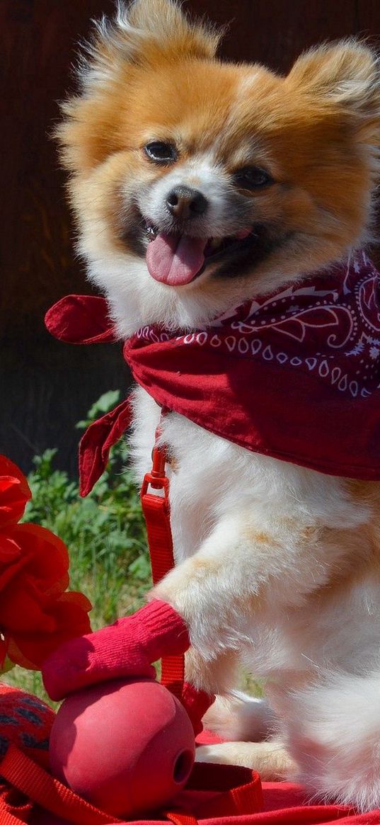 dog, bandana, flowers, romance, grass, walk