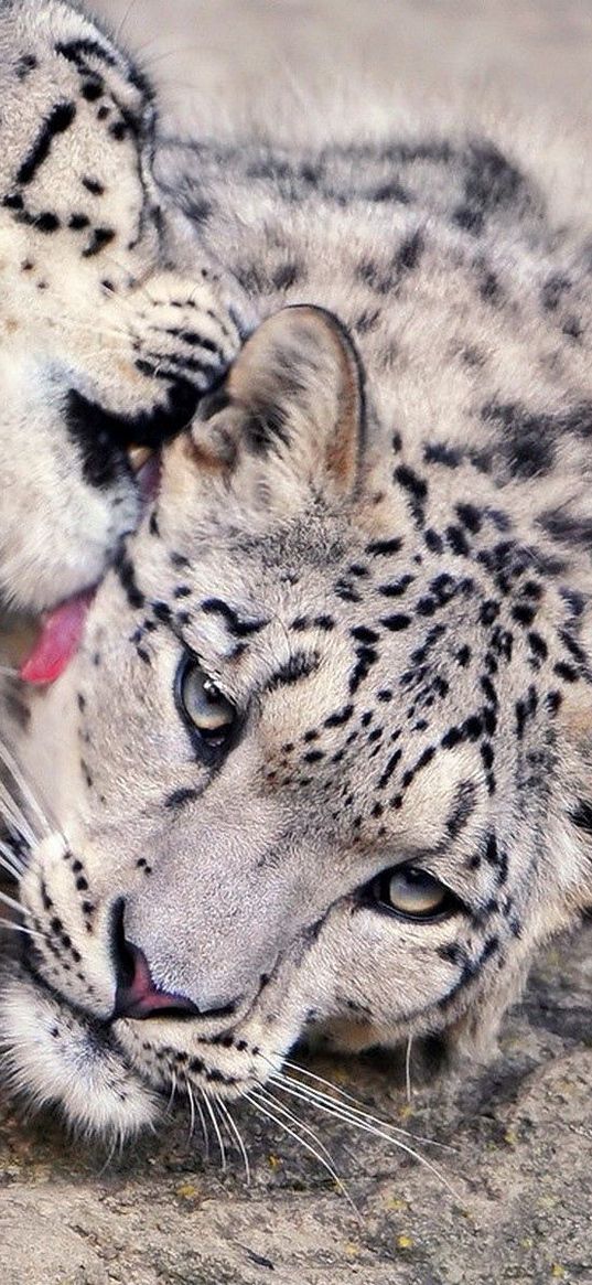 snow leopard, lick, couple, caring