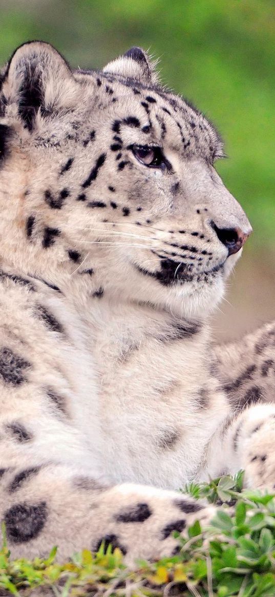 snow leopard, couple, cub, sit, grass