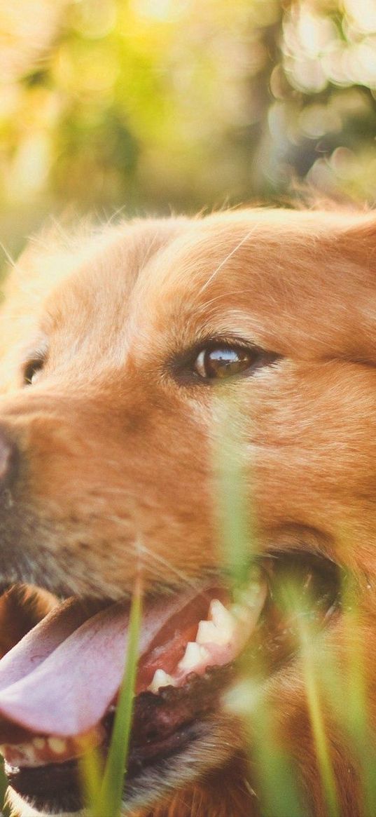 dog, muzzle, grass, sunlight