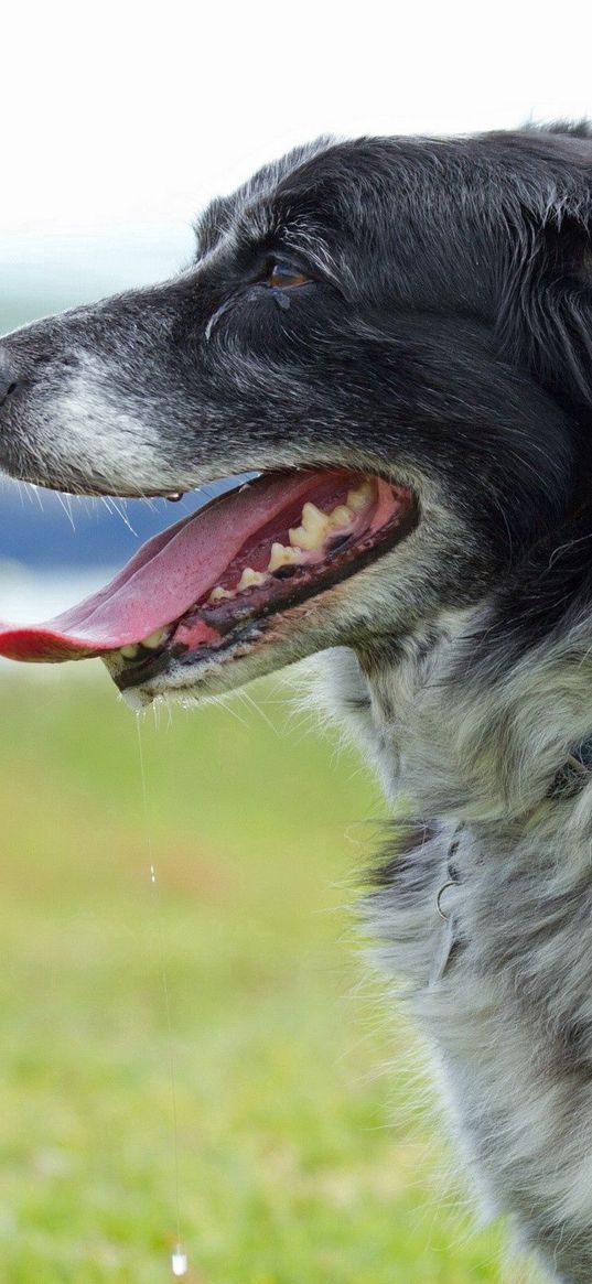 dog, muzzle, tongue, grass, spotted, profile