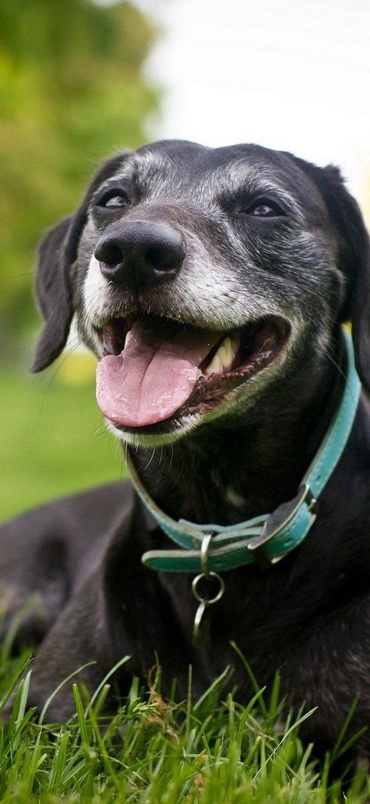 dog, holiday, grass, collars