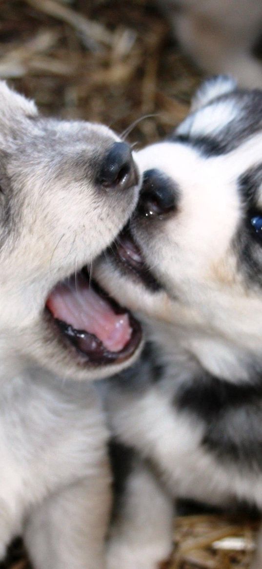 dogs, puppies, husky, playful