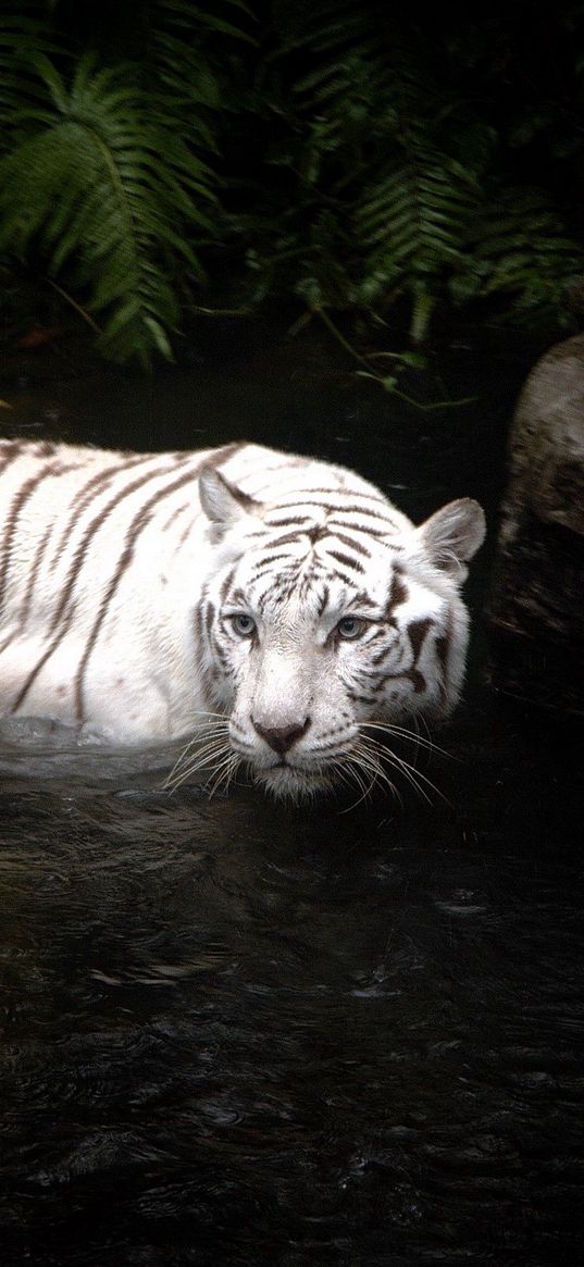 tiger, water, swimming, hunting, white