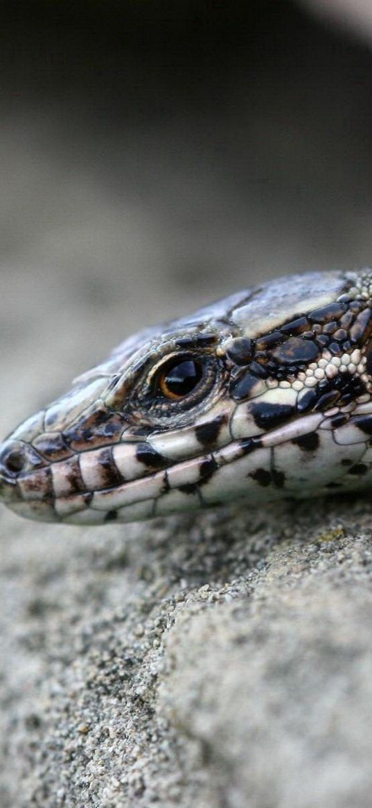 lizard, stones, crack, reptile