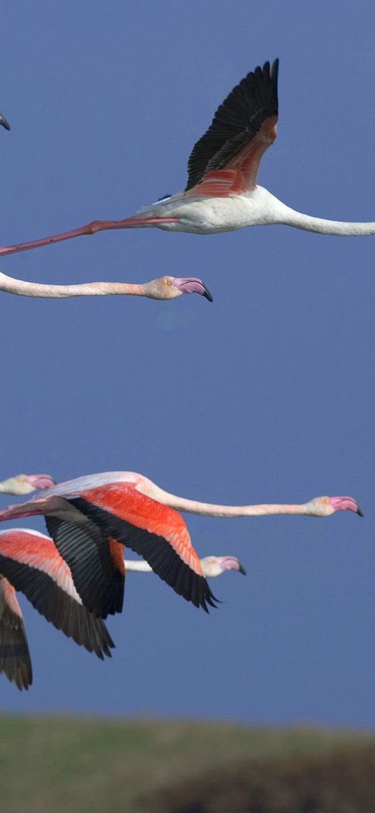 flamingo, flock, flight, sky, birds