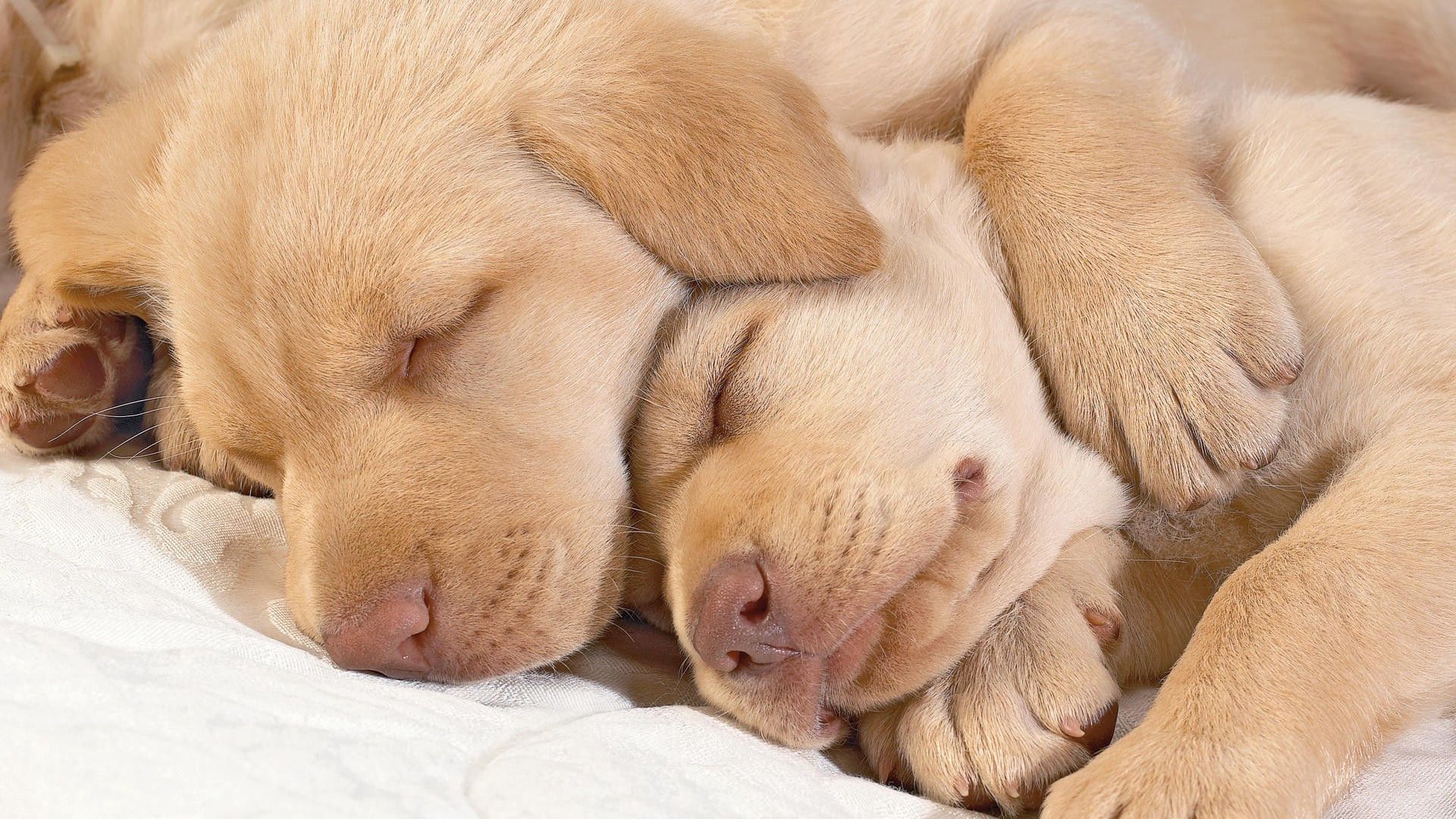 puppies, sleeping, muzzle, kids