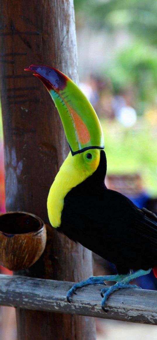 toucan, bird, color, beak, people