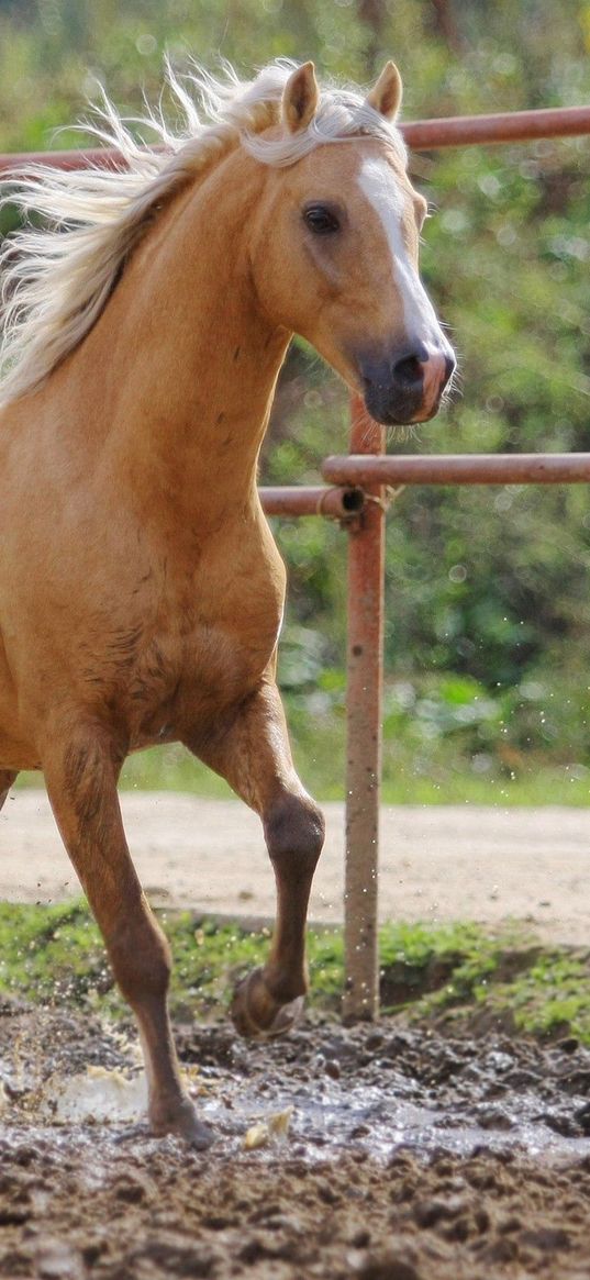 horse, jumping, color, young