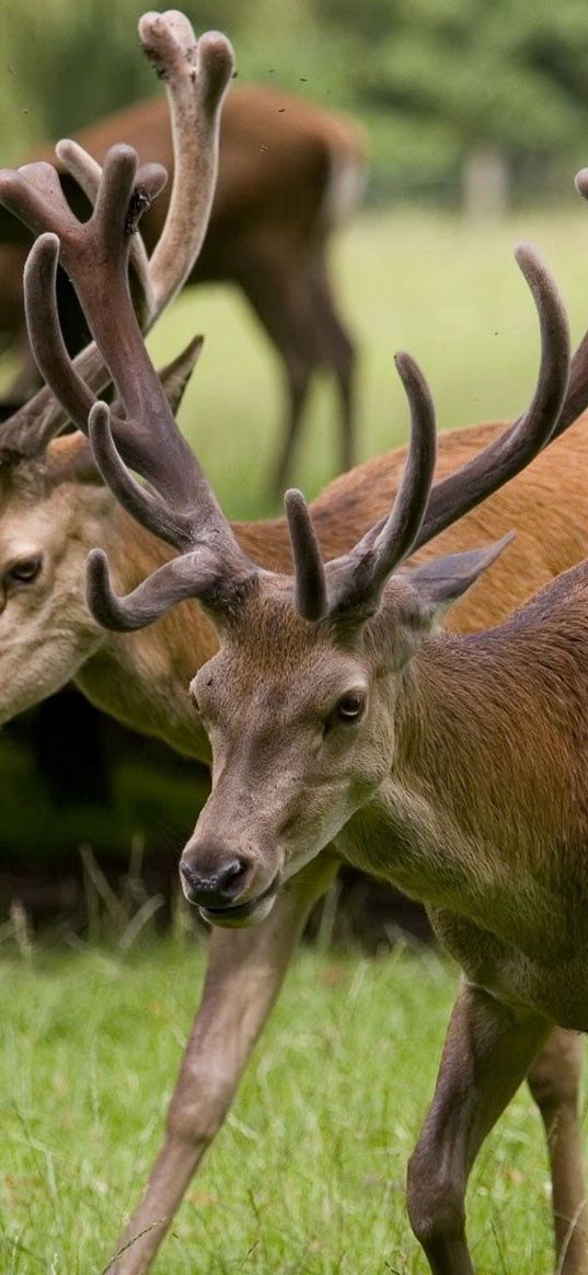 deer, couple, walk, horns, grass