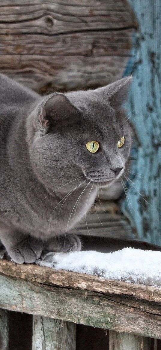 cat, snow, window sill, sitting, waiting