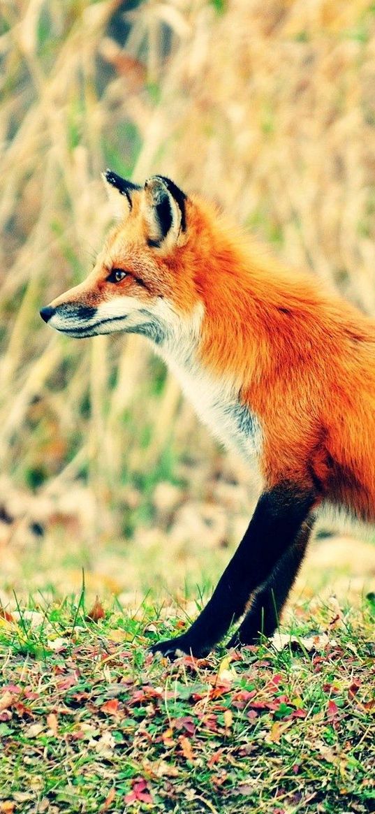 fox, grass, walk, hunting