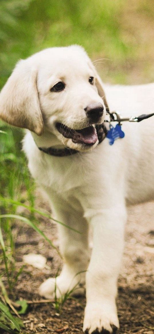 puppy, grass, leash, walking, path