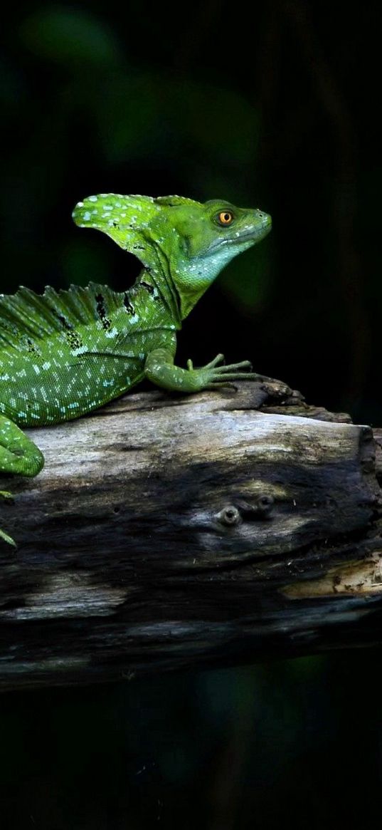 lizard, reptile, crawling, shadow, branches, logs