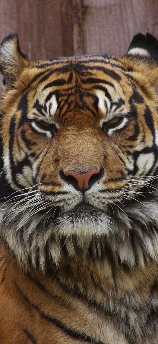 tiger, face, unhappy, big cat