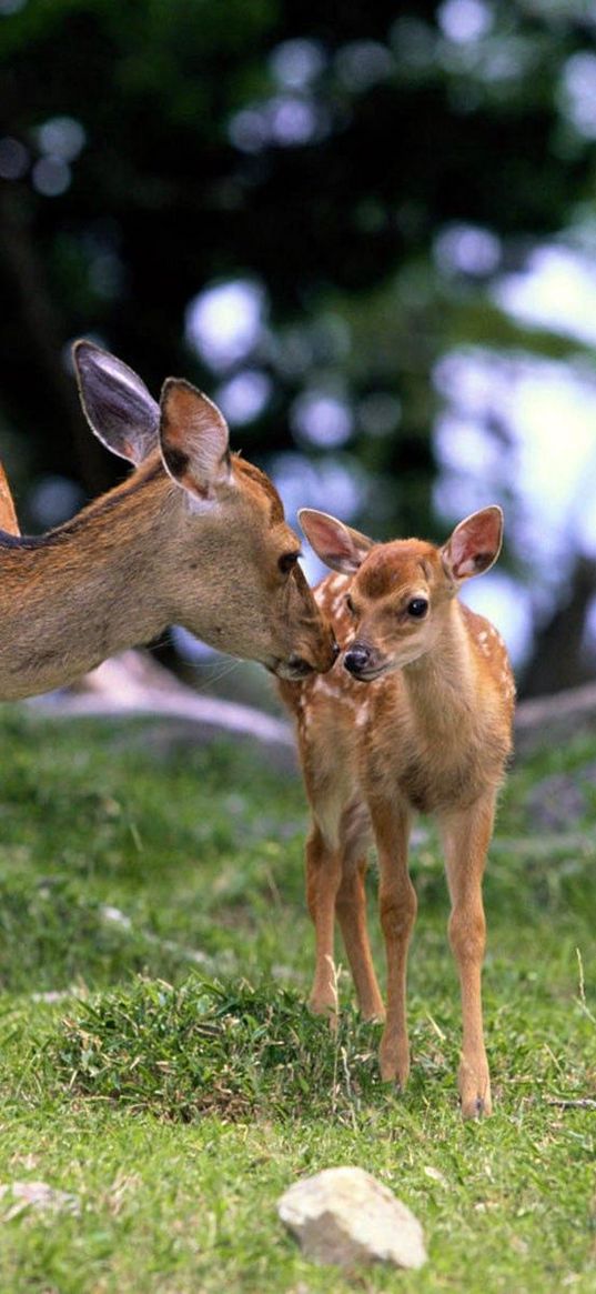 deer, baby, grass, care, walking, wood