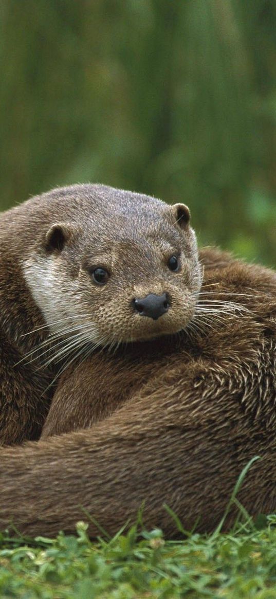 european, otter, couple, grass, lie