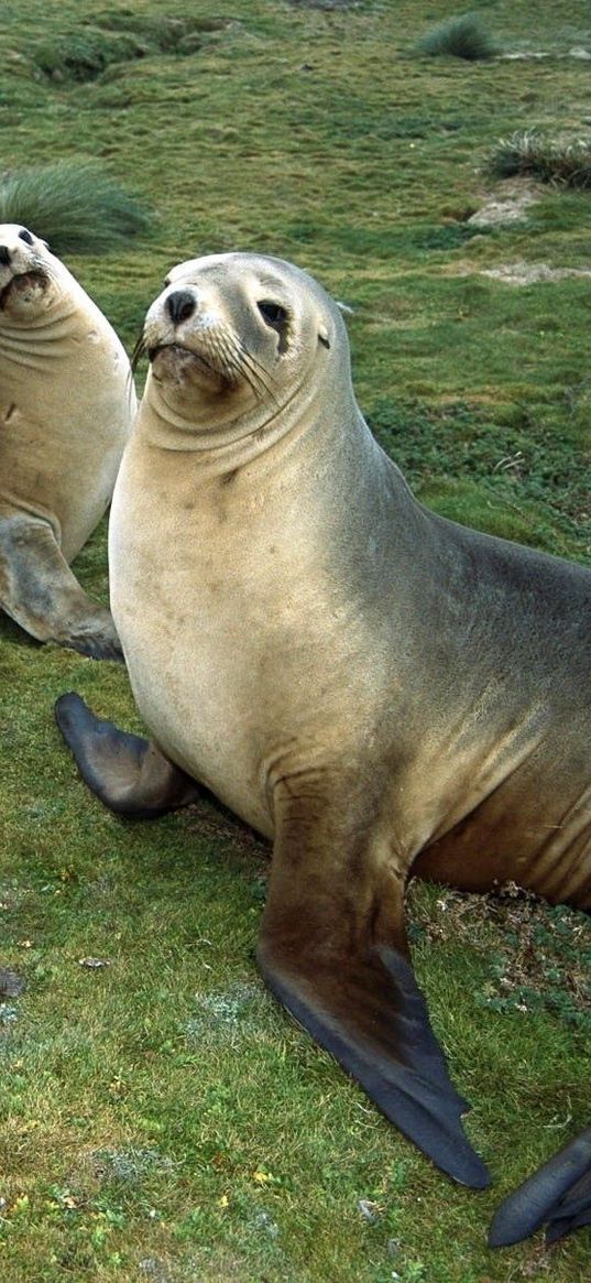 seals, pack, rest, care, family