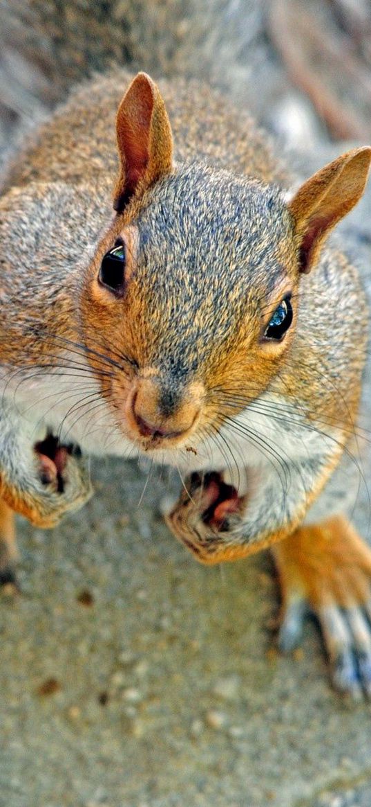 squirrel, face, waiting, cute