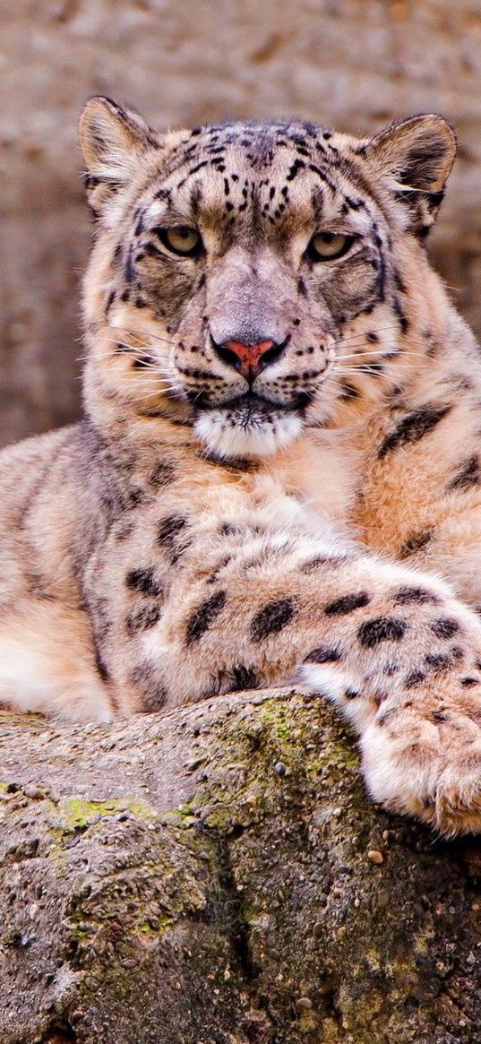 snow leopard, stone, sitting, waiting