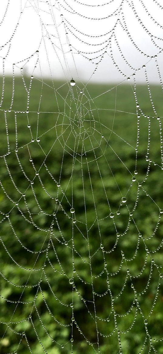 cobweb, drops, dew, macro, fog