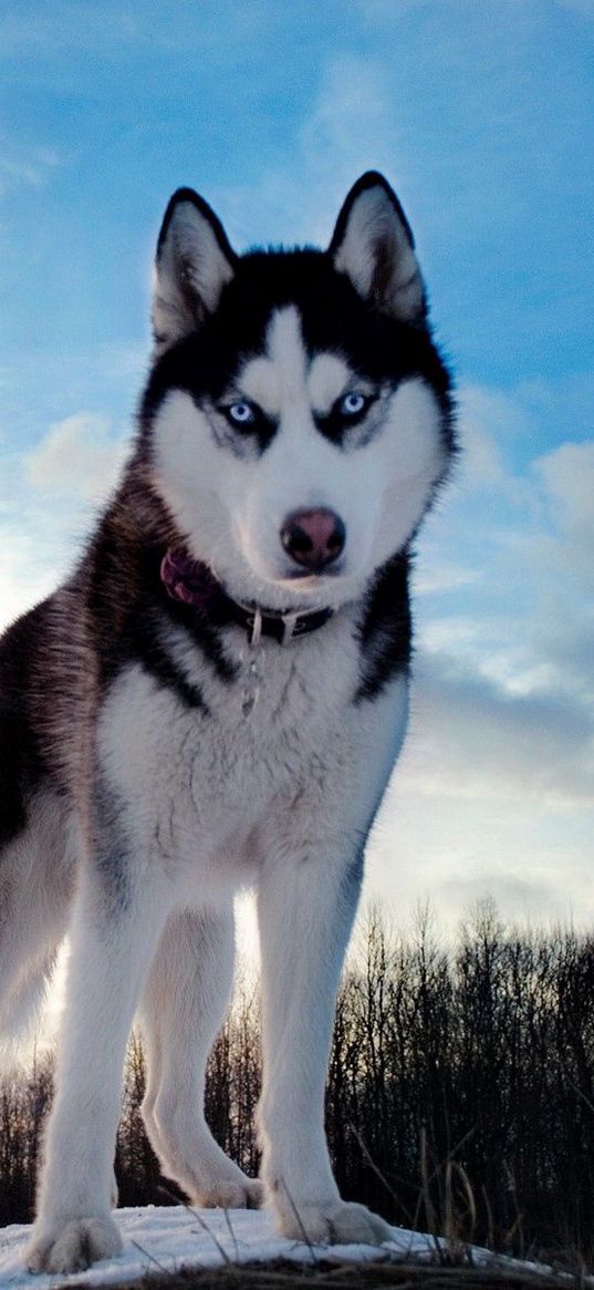 dog, husky, look, spotted, muzzle