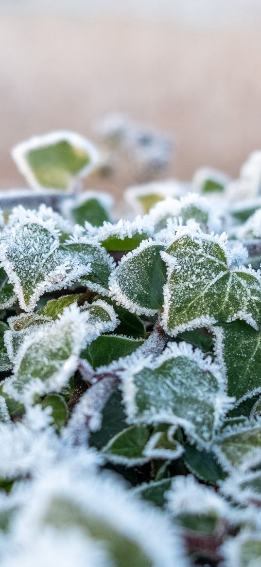 ivy, plant, frost, leaves, winter