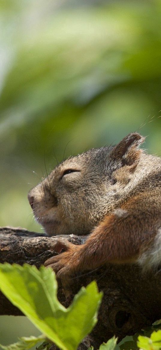 squirrel, leaf, twig, sleeping, lying