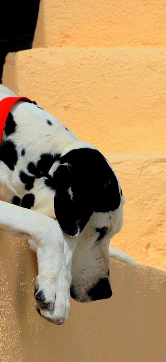 dalmatian, dog, collar, lie down, shadow, ladder