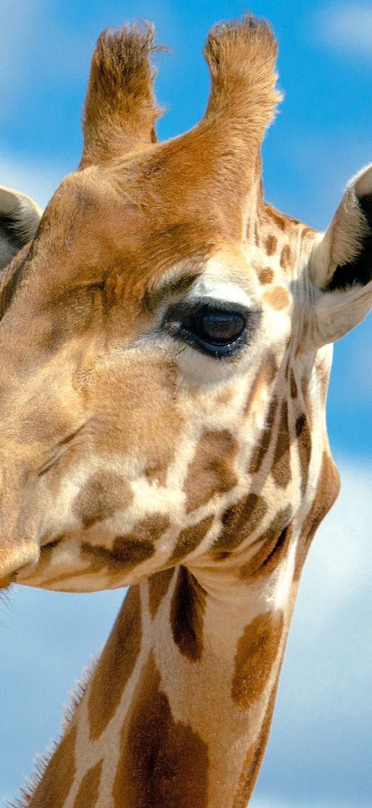 giraffe, head, sky, background, large