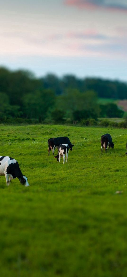 cows, field, grass, eating, walking, grazing