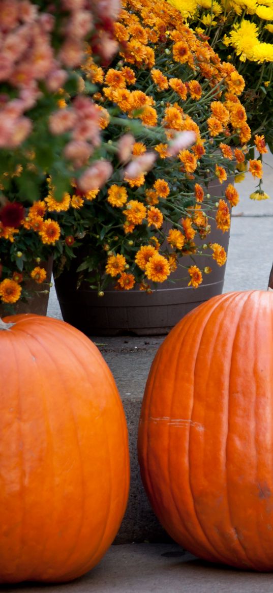 pumpkins, flowers, autumn, halloween, decor