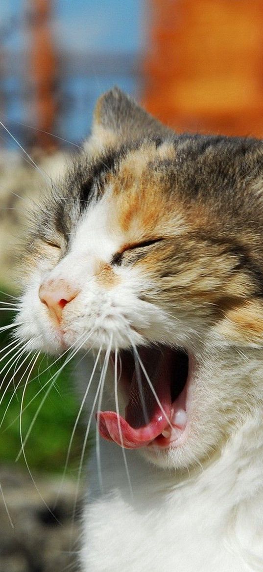 cat, cry, yawn, sunlight, muzzle