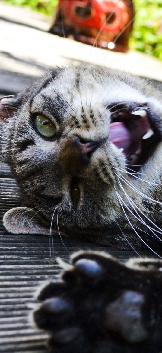 cat, playful, down, paw, striped