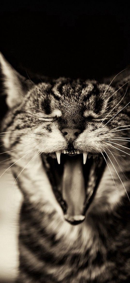 cat, screaming, black white, yawn