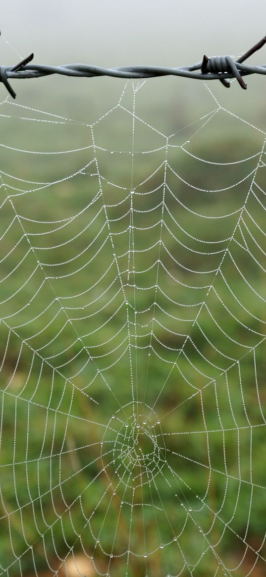 cobweb, barbed wire, macro, dew, wet