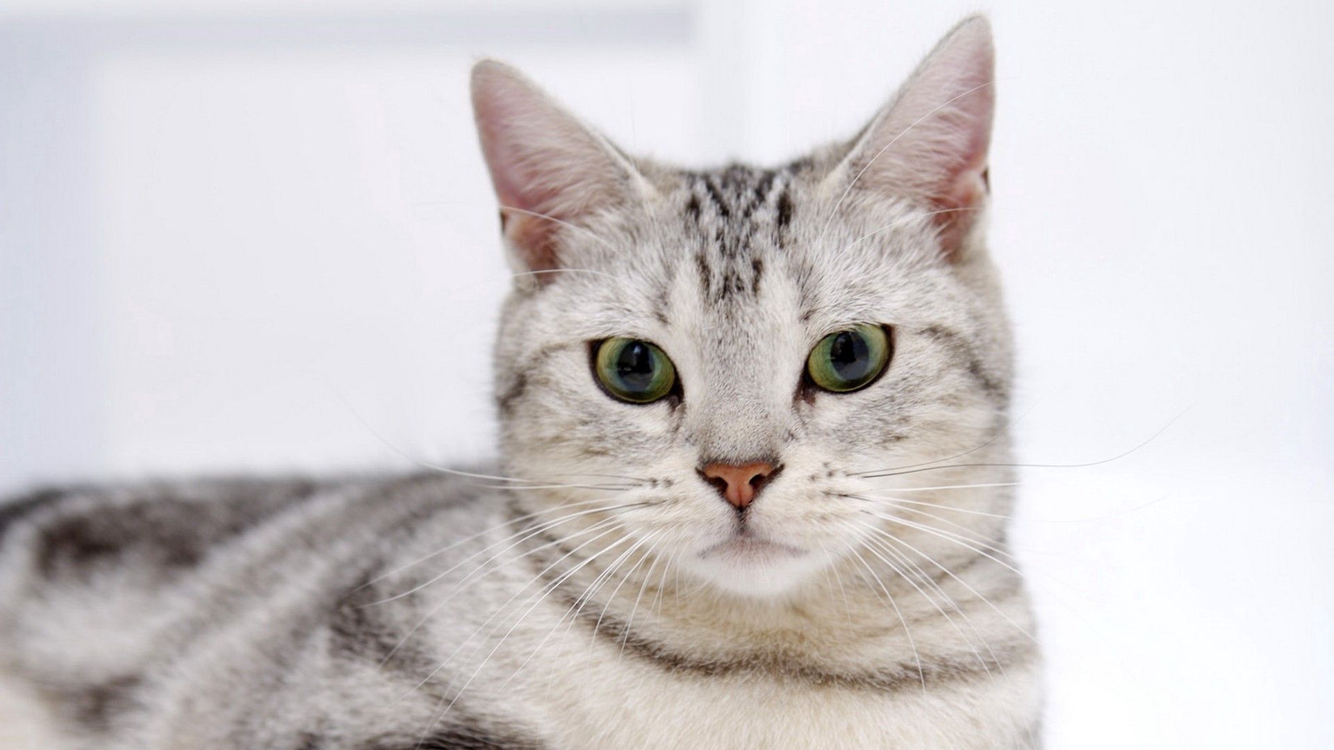 cat, face, striped, opinion, concern