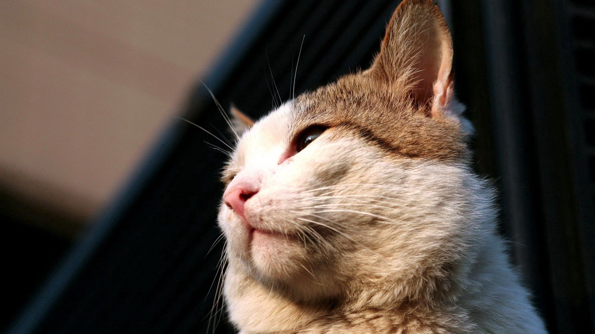 cat, face, nose, ears, shadow