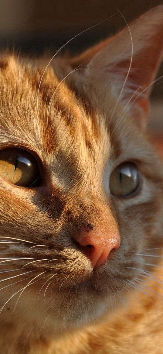 cat, face, shadow, striped, thick