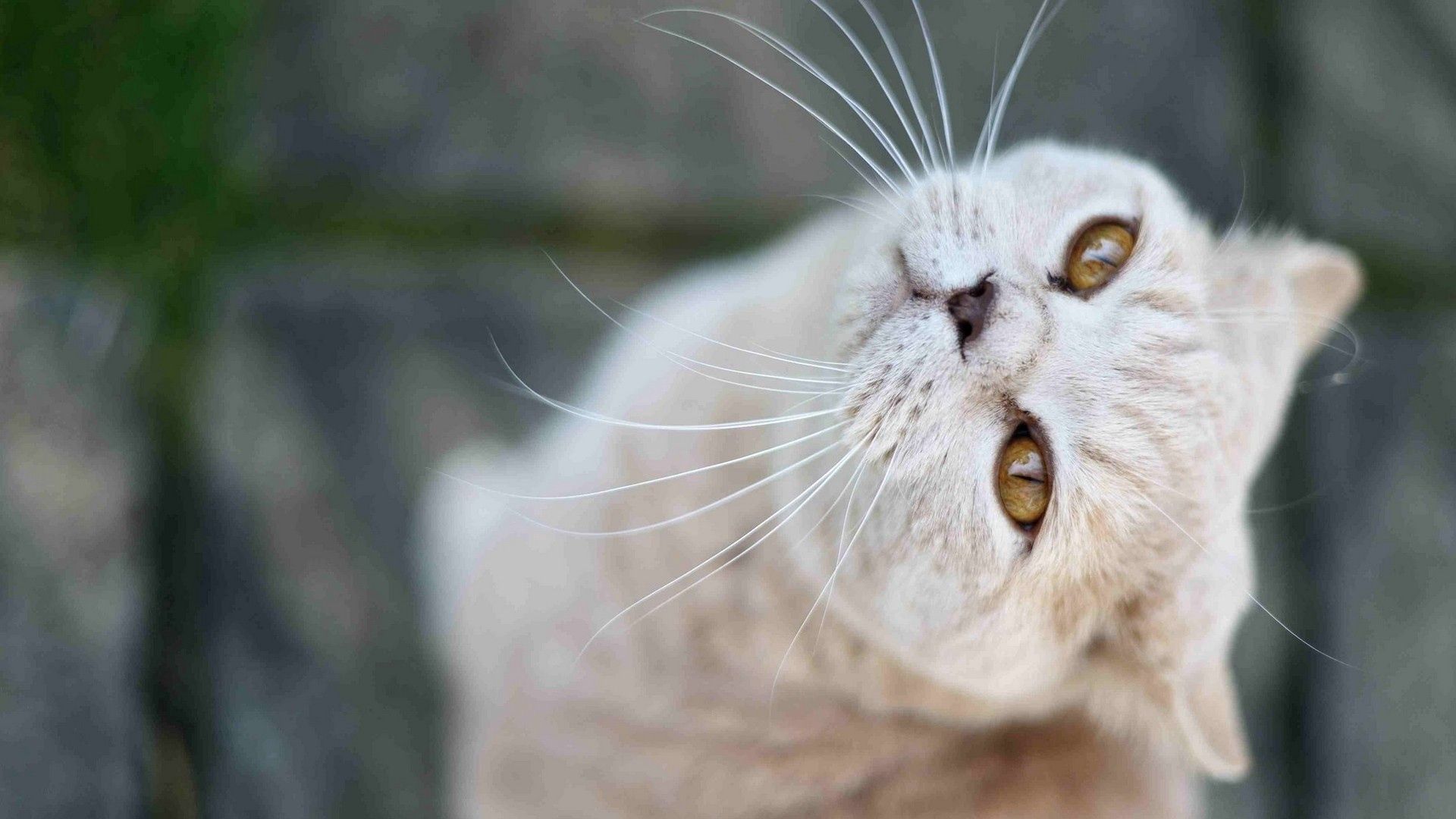 cat, face, whiskers, nose, look, good