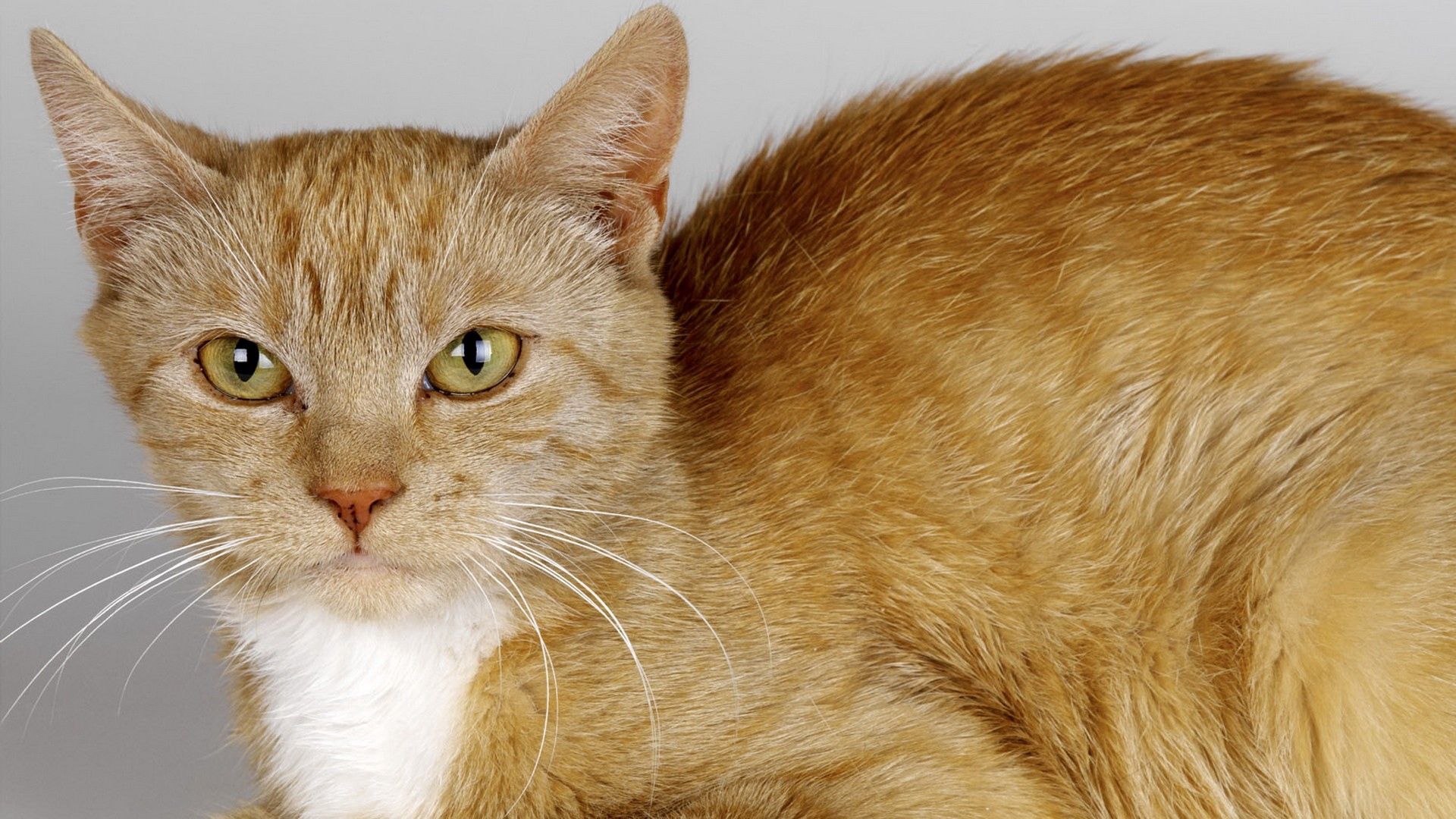 cat, color, mustache, hair