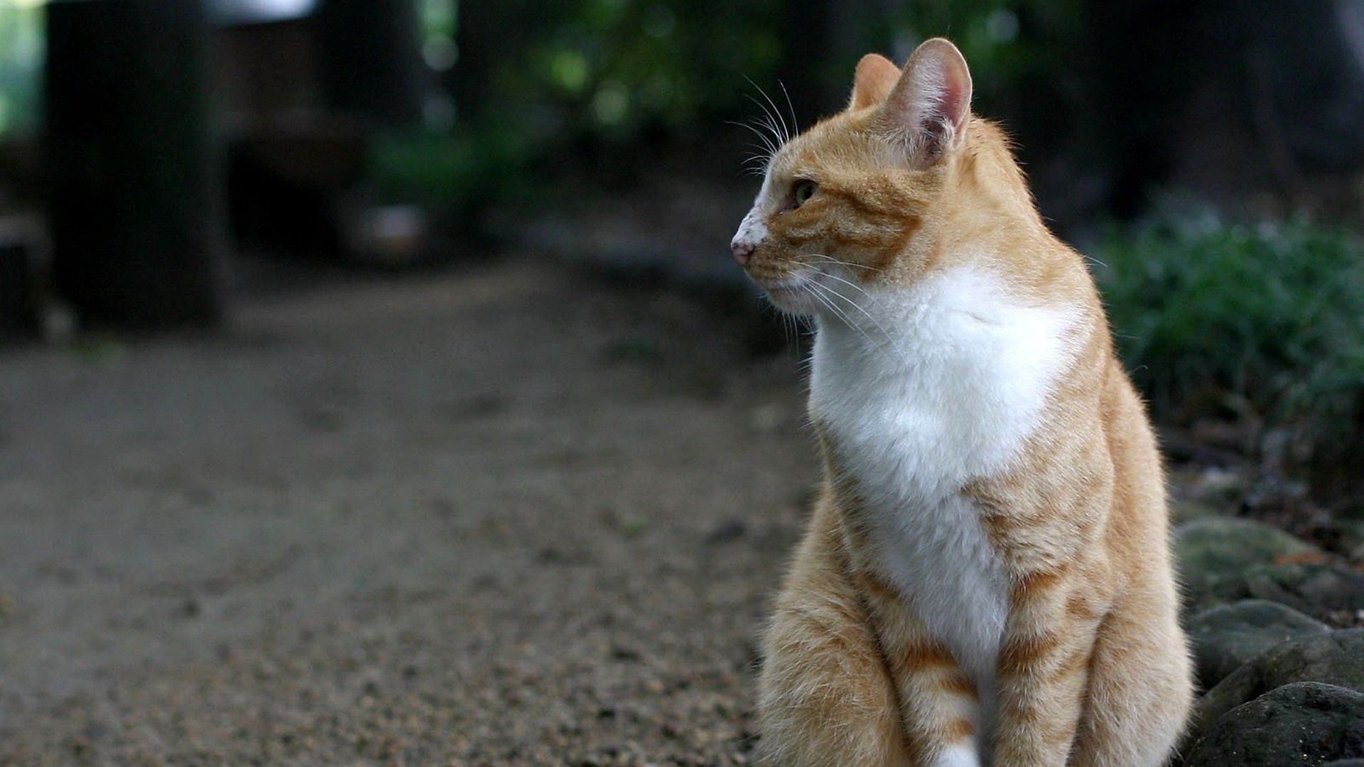 cat, sitting, vacation, forest