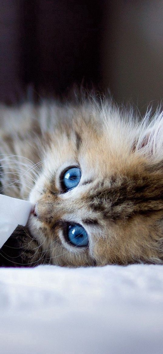 kitten, blue-eyed, furry, blanket, playful