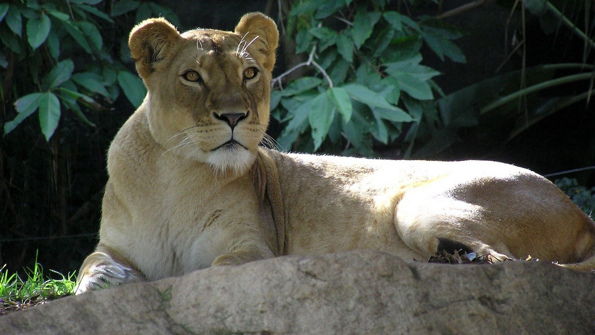 lion, young, lie, stone, shadow, leaves