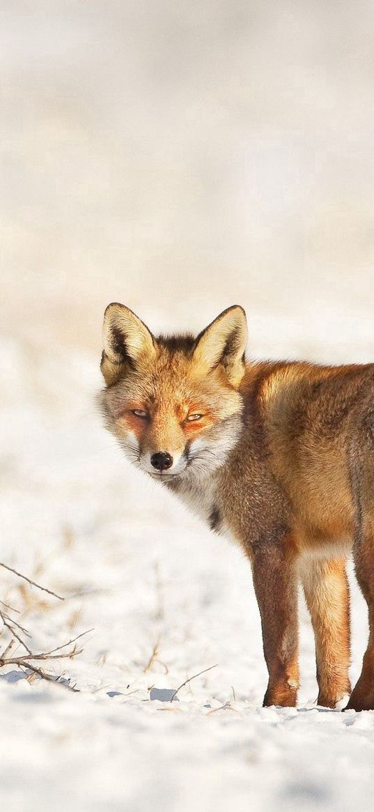 fox, snow, walk, look, branches, winter